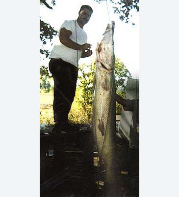Record photograph for Atractosteus spatula